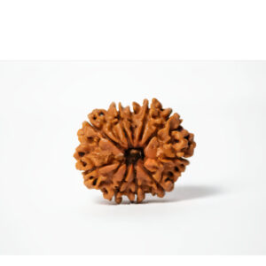 Ten Mukhi Collector Rudraksha