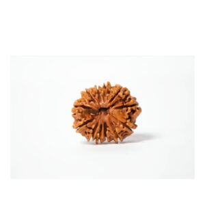 Eleven Mukhi Collector Rudraksha