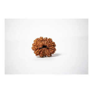 Twelve Mukhi Collector Rudraksha