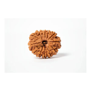 Thirteen Mukhi Collector Rudraksha