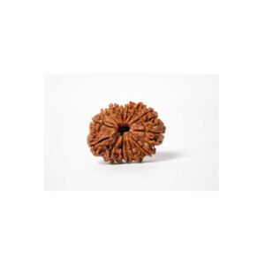 Fourteen Mukhi Super Collector Rudraksha