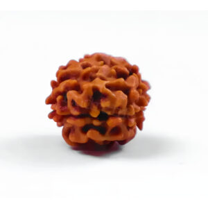 Two Mukhi Super Collector Rudraksha