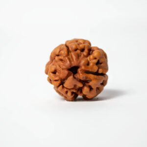 Three Mukhi Collector Rudraksha