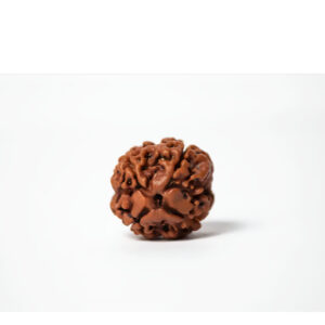 Four Mukhi Rudraksha