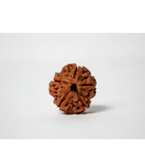 Five Mukhi Nepali XLC Rudraksha