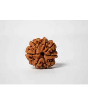 Seven Mukhi Super Collector Rudraksha