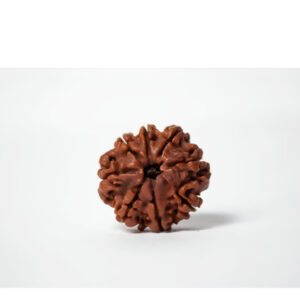 Eight Mukhi Collector Rudraksha