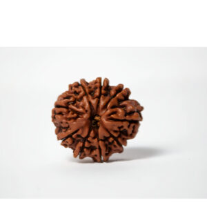 Nine Mukhi Collector Rudraksha