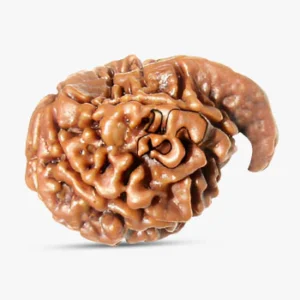 Ganesh Rudraksha