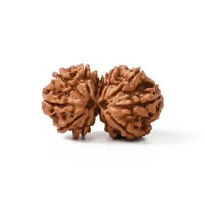 Gaurishankar Collector Rudraksha