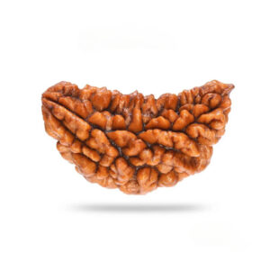 One Mukhi Super Collector Without Capping