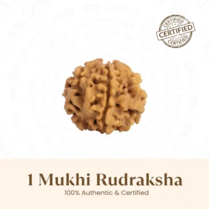 1 Mukhi Round Nepali Certifed Rudraksha